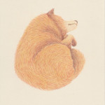 foxy-buntstift-auf-papier