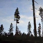 trees-16