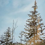 trees-15