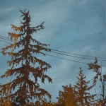 trees-14