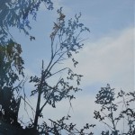 trees-13