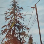 trees-11