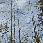 trees-9
