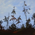 trees-6