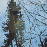 trees-4