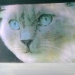 katze-24x18-foto-oel-kohle-collage-2