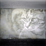 katze-24x18-foto-oel-kohle-collage