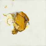 abstract-animal-42
